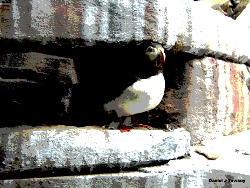 Puffin on a stone wall