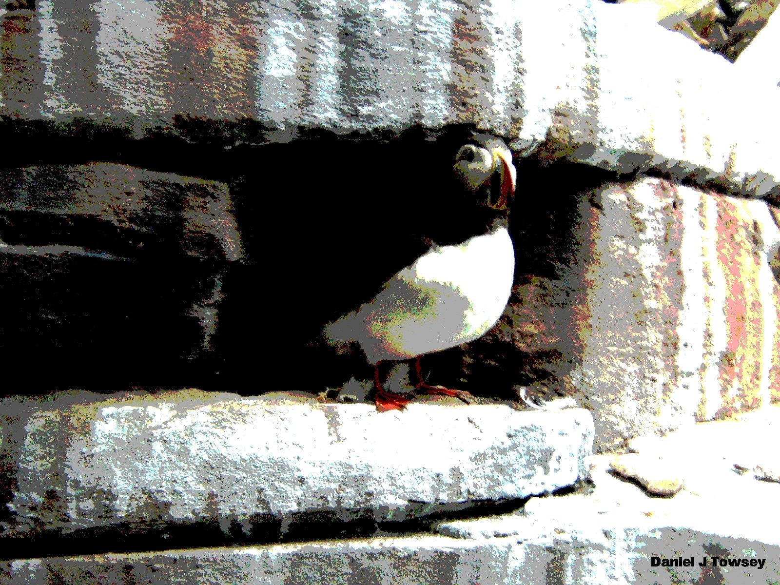 Puffin on a stone wall