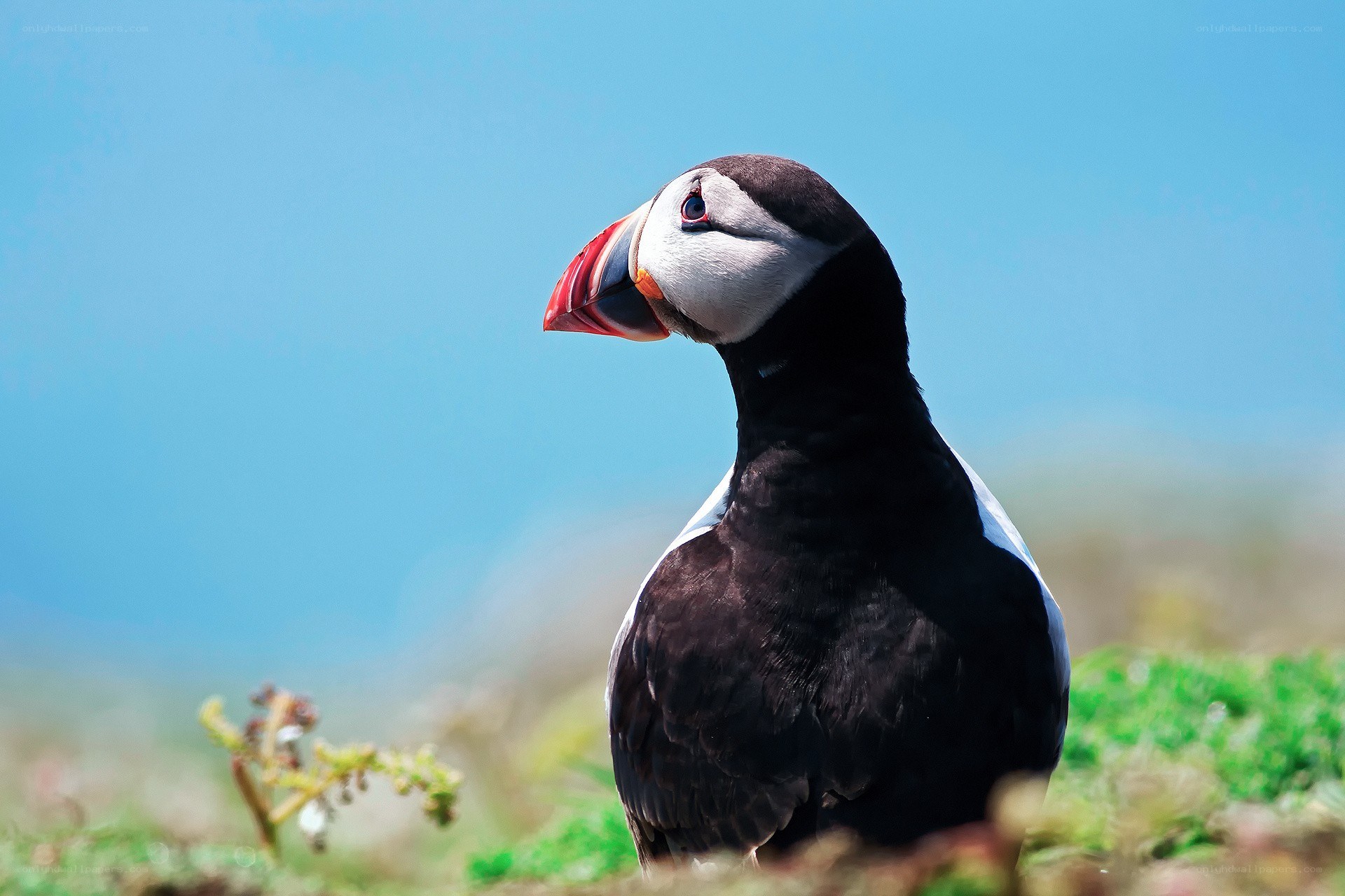 Puffin on a sunny day