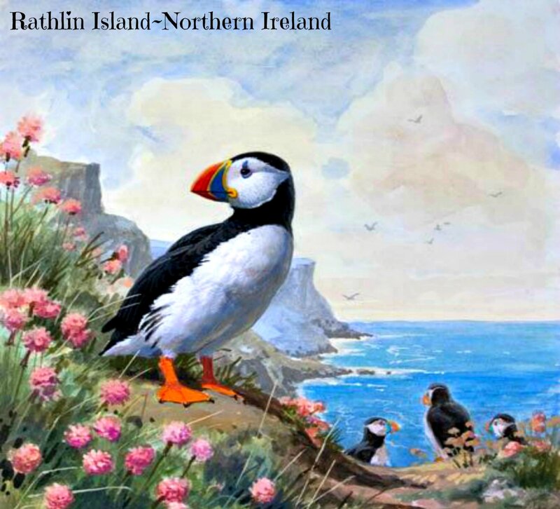 Puffin on Cliff