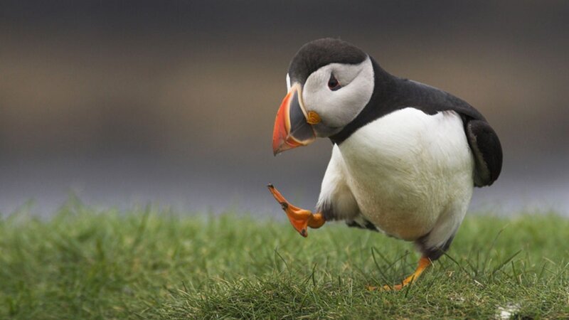 Puffin on Grass — Black