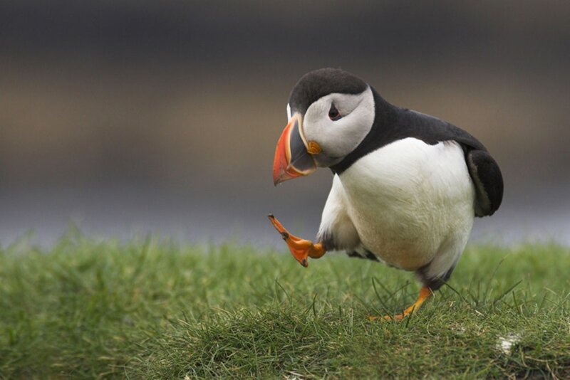 Puffin on Grass — Green, Calm, Photograph, Beak, Black