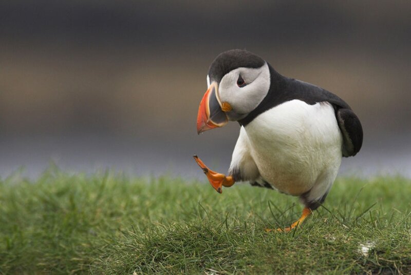 Puffin on Grass — Green, Calm, Photograph, Beak
