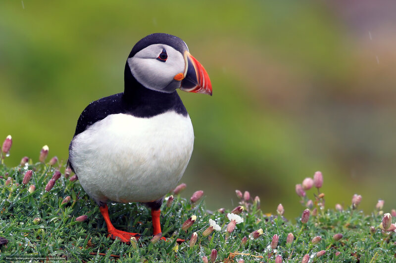 Puffin on Grass — Green, Calm