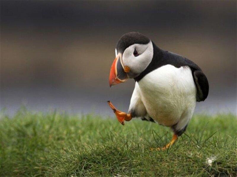 Puffin on Grass — Green