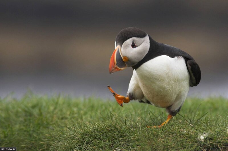 Puffin on Grass