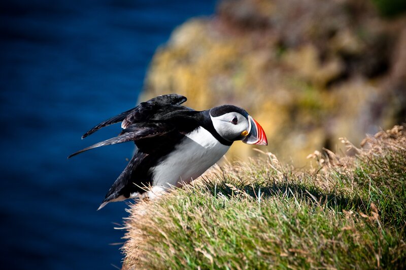 Puffin on Grassy Cliff — Blue, Natural