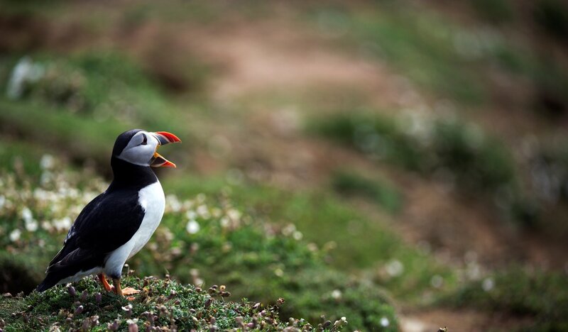 Puffin on Grassy Hill — Black