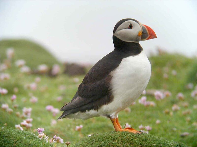 Puffin on Grassy Hill