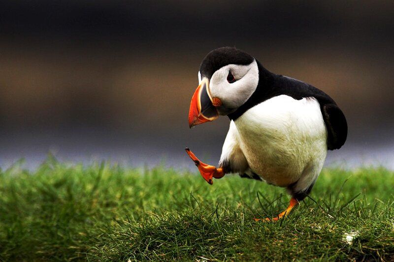 Puffin on green grass