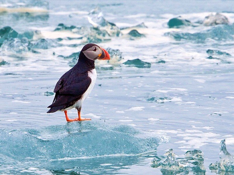 Puffin on ice floe