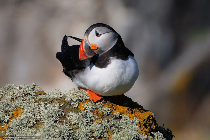 Puffin on Lichen-covered Rock — Black