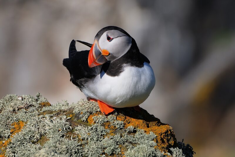 Puffin on Lichen-covered Rock