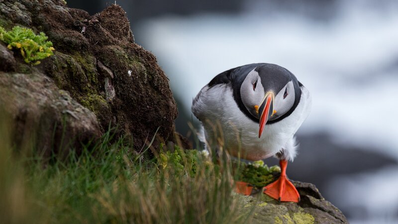 Puffin on Rocky Cliff