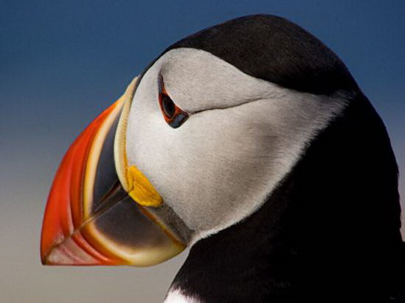 Puffin with Colorful Beak