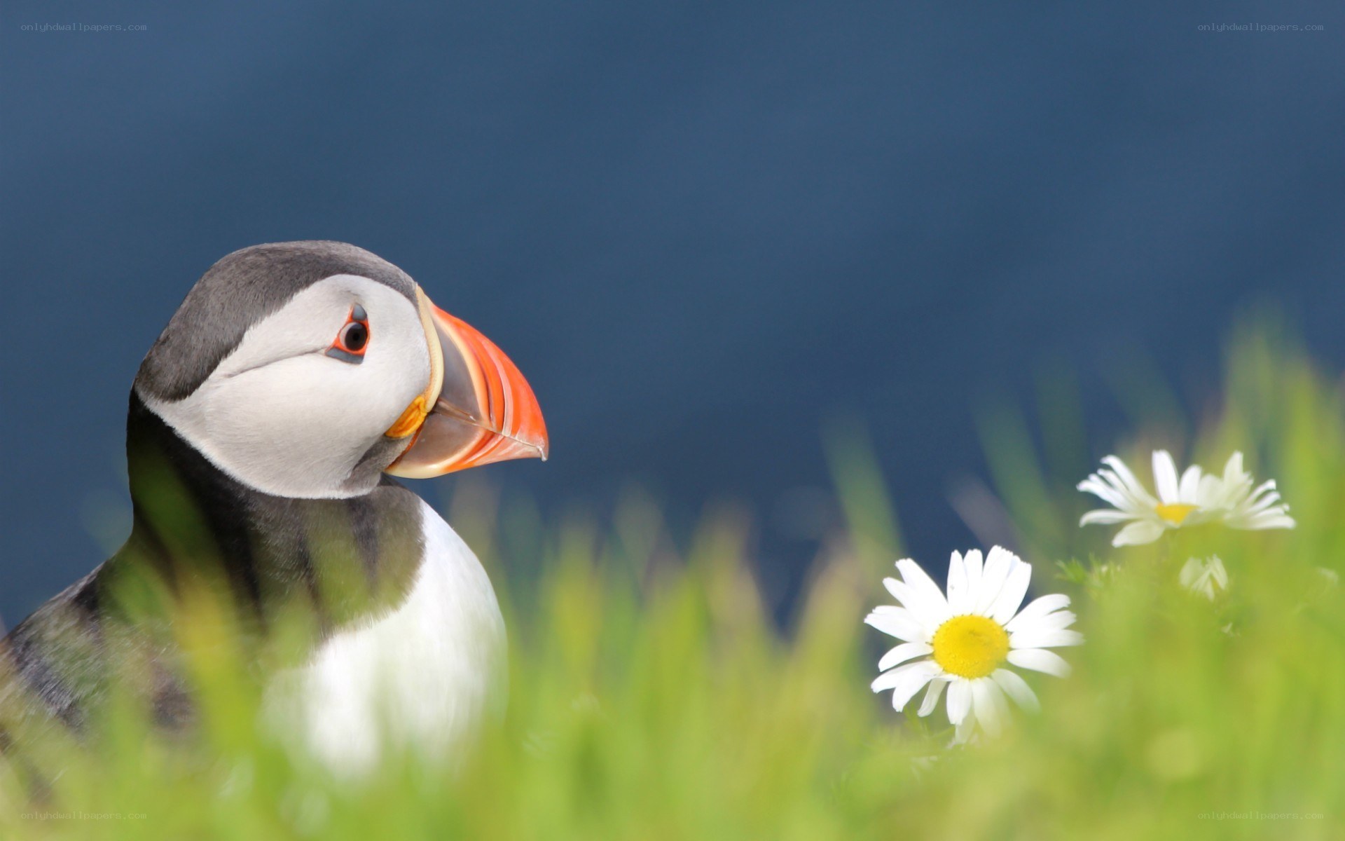 Puffin with daisies