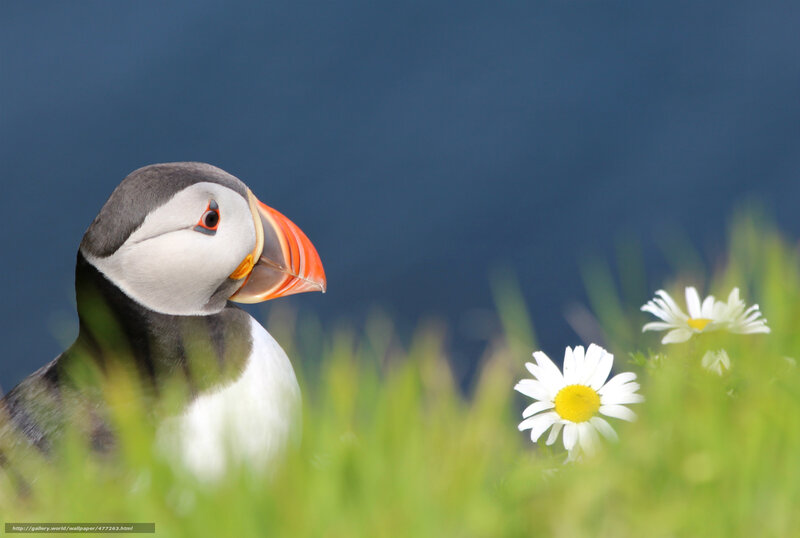 Puffin with daisies