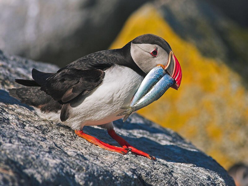 Puffin with Fish — Black, Natural, Afternoon