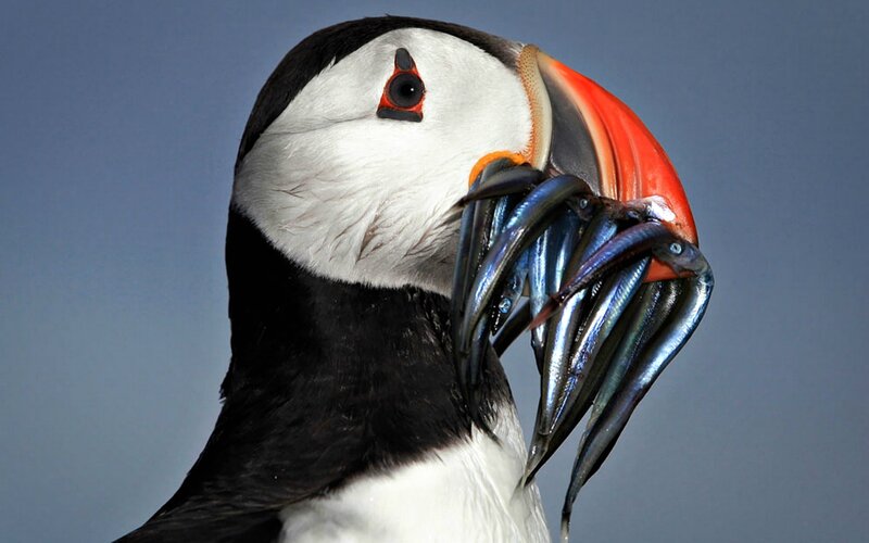 Puffin with Fish — Black, Natural, Photograph