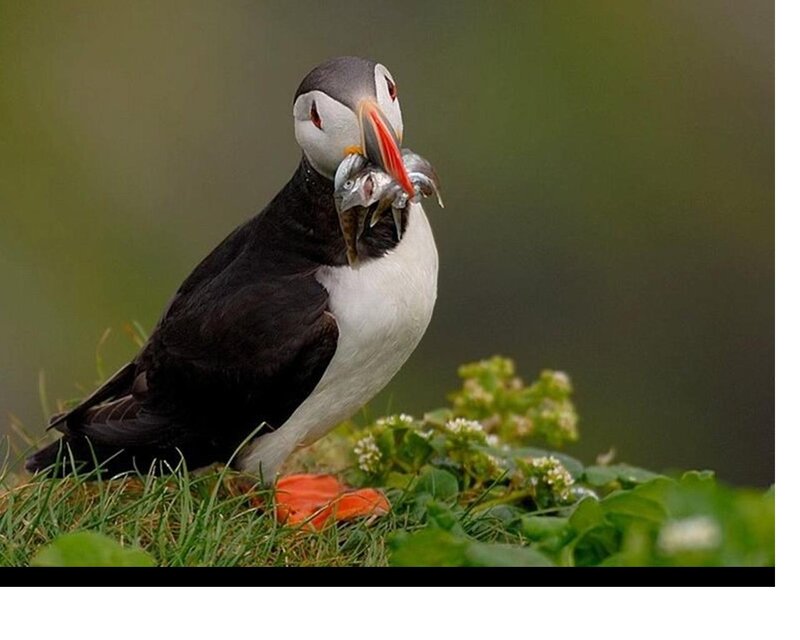 Puffin with Fish — Black, Natural