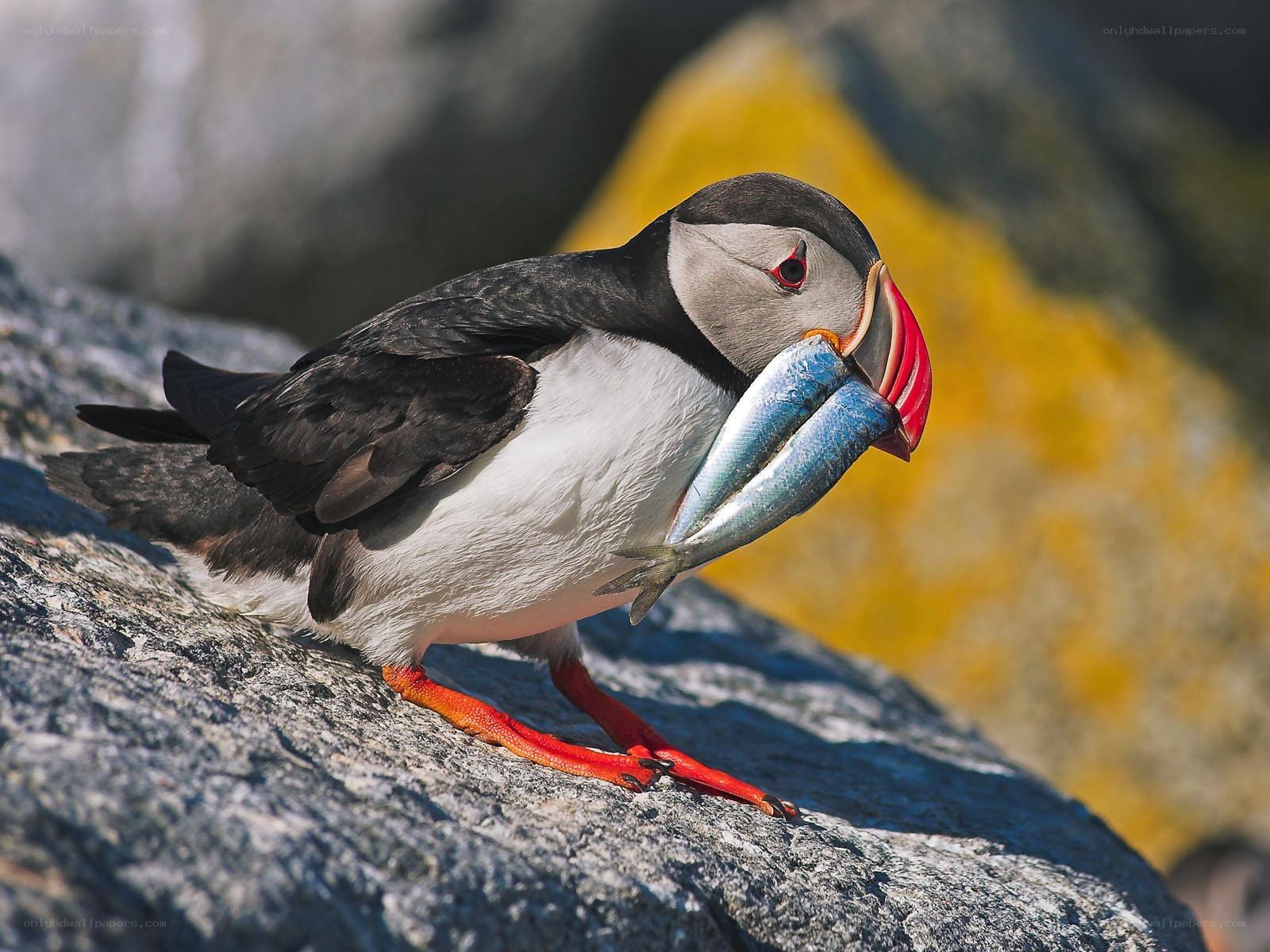 Puffin with fish in beak