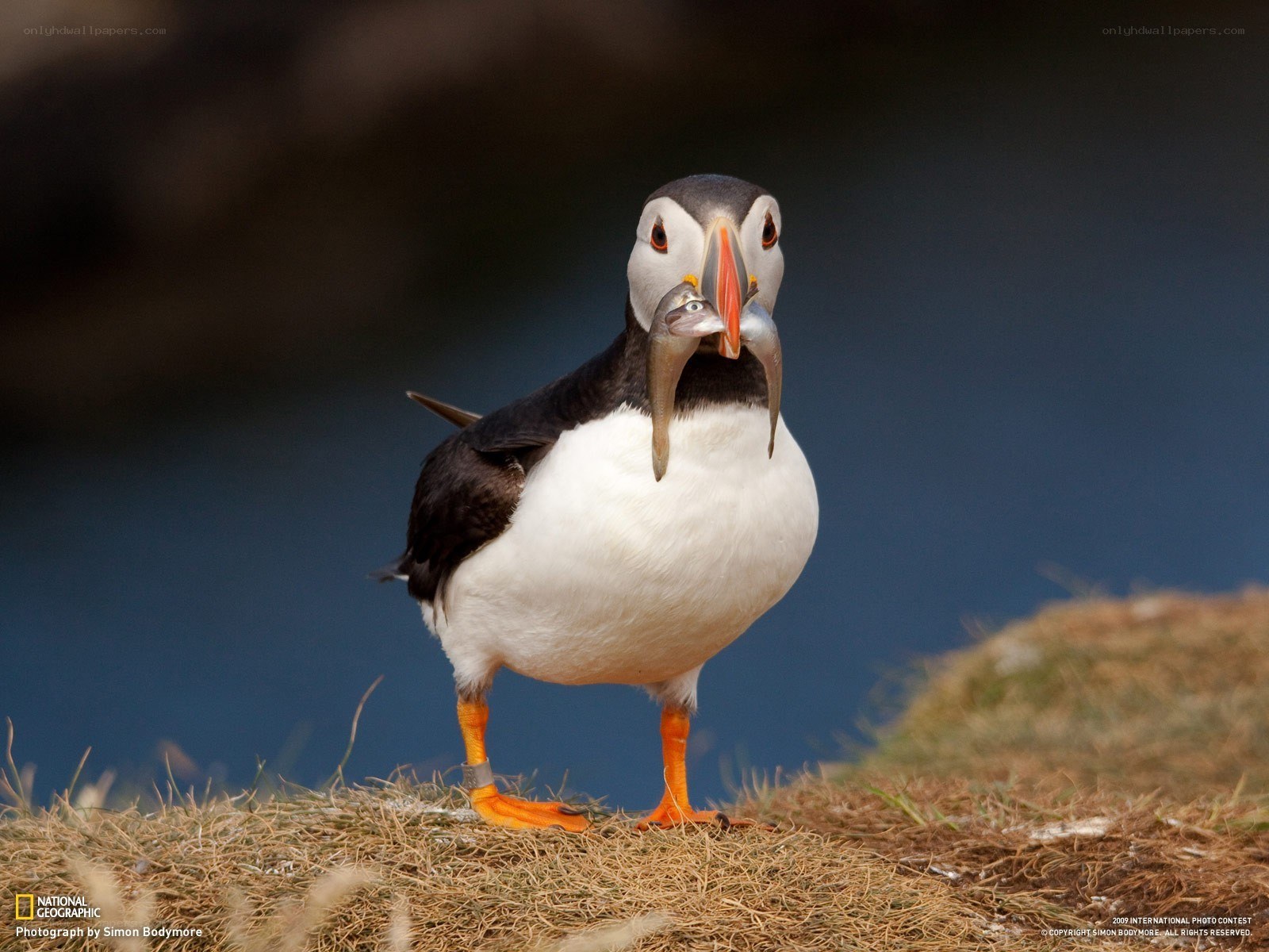 Puffin with fish in beak