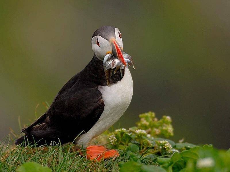 Puffin with fish in beak