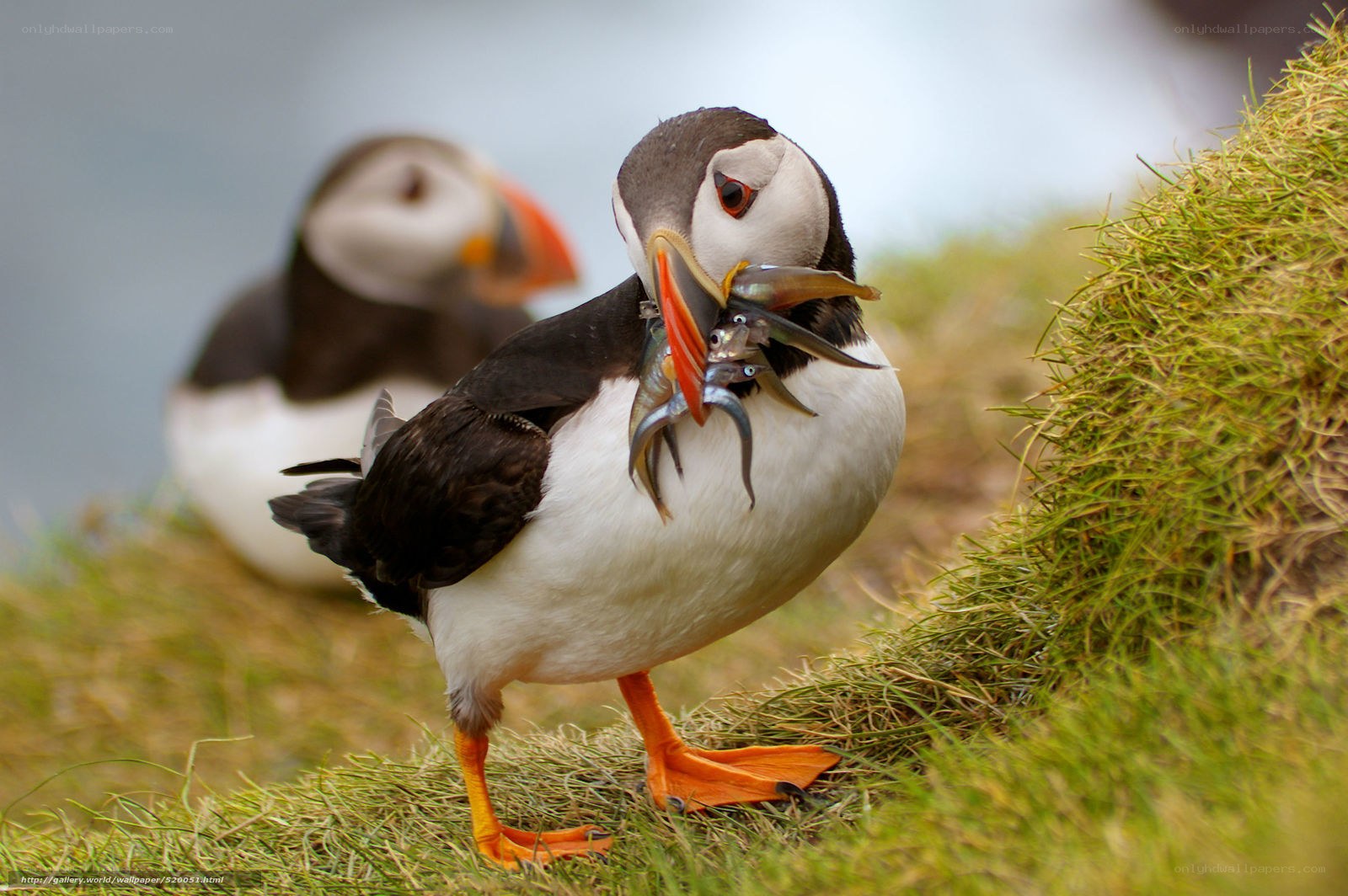 Puffin with fish in beak