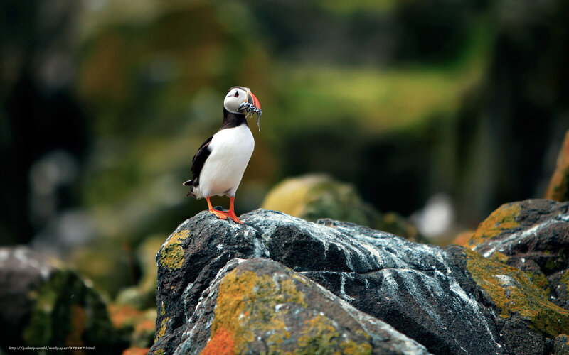 Puffin with fish on rock