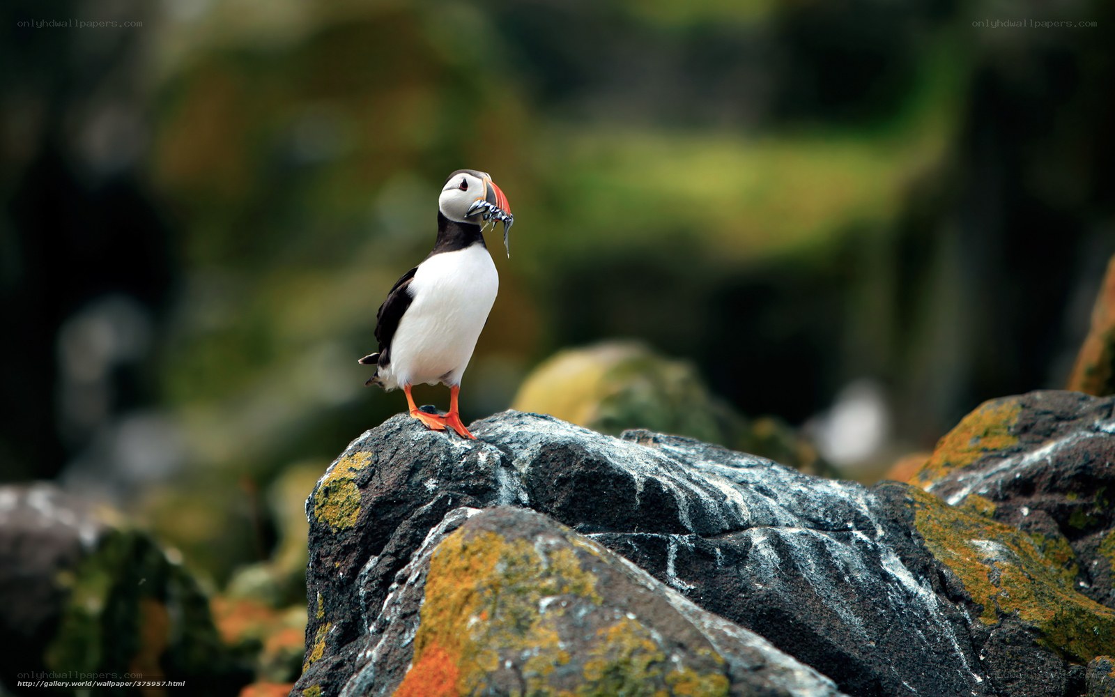 Puffin with fish on rock