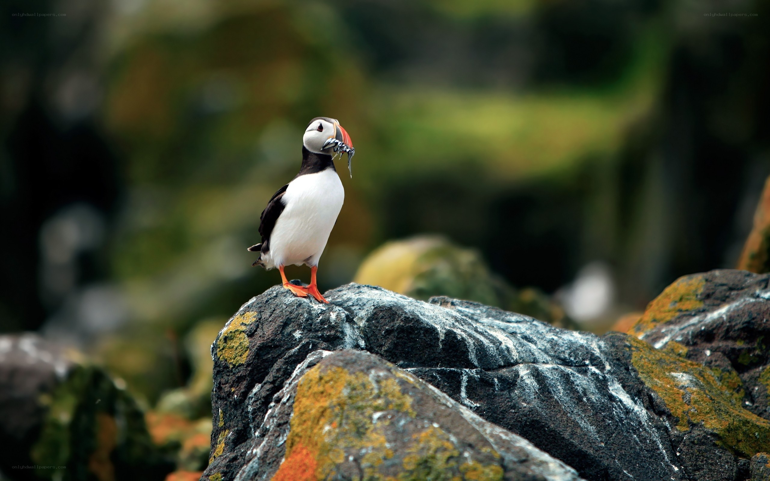 Puffin with fish on rocks