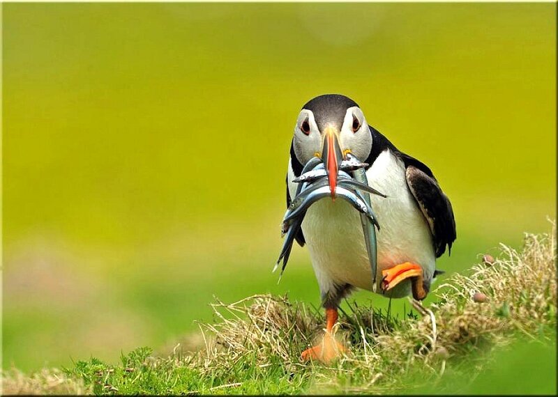 Puffin with Fish