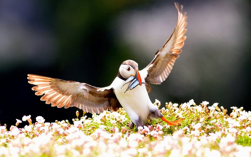 Puffin with Fish — White, Dynamic