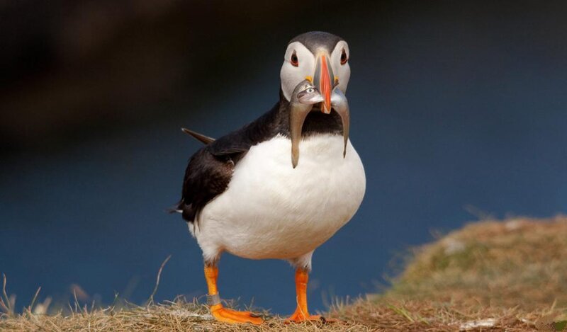 Puffin with Fish — White