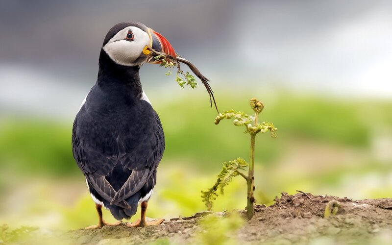Puffin with nesting material