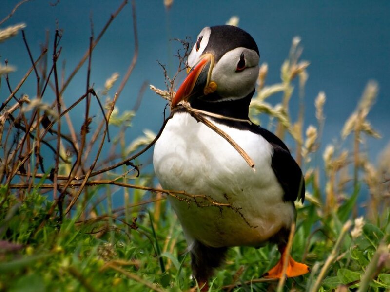 Puffin with Nesting Material — White