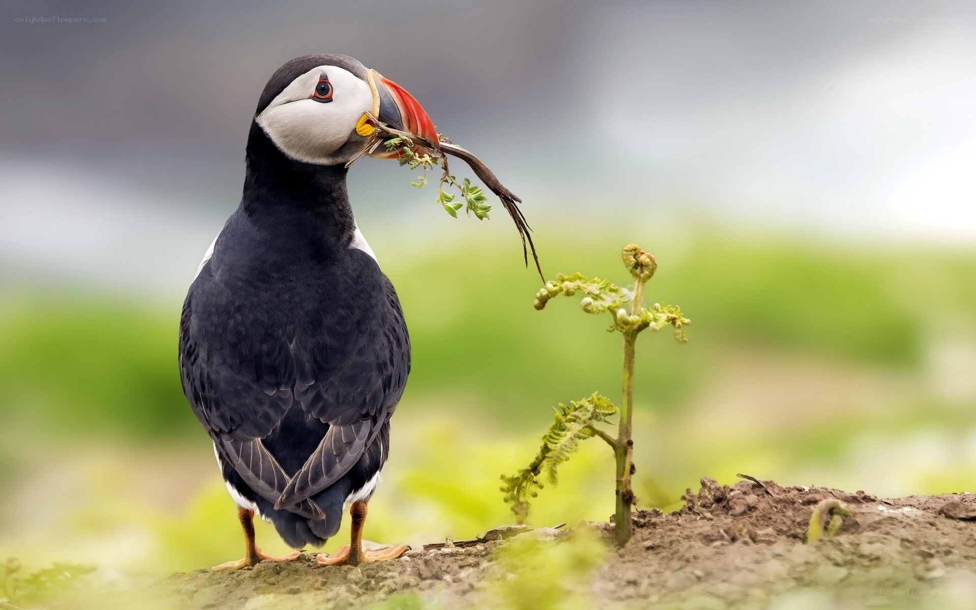 Puffin with nesting material