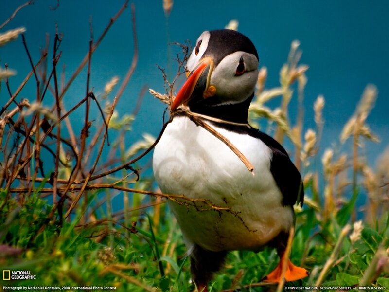 Puffin with Twigs