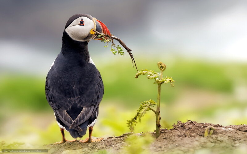Puffin with Vegetation