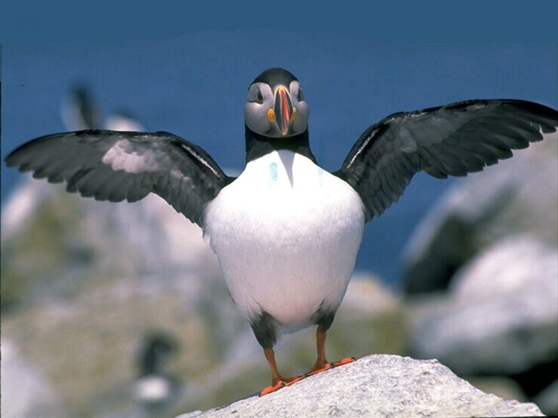 Puffin with wings spread