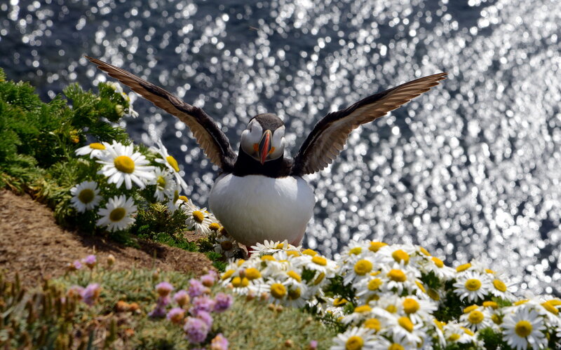 Puffin with Wings Spread — White, Serene