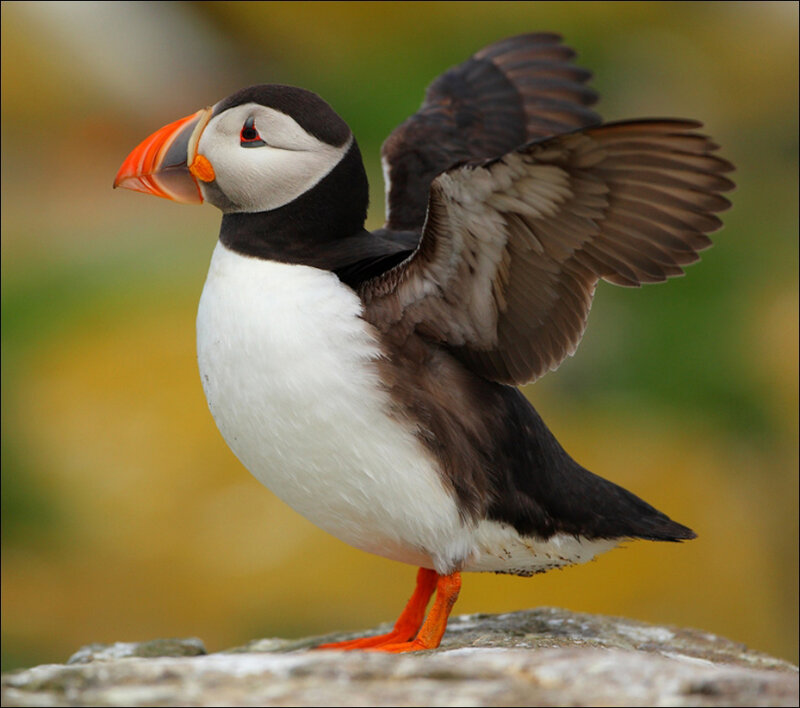 Puffin with Wings Spread — White
