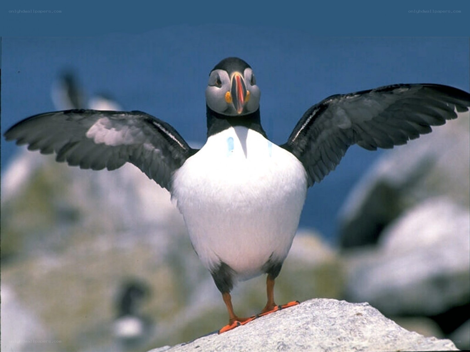 Puffin with wings spread