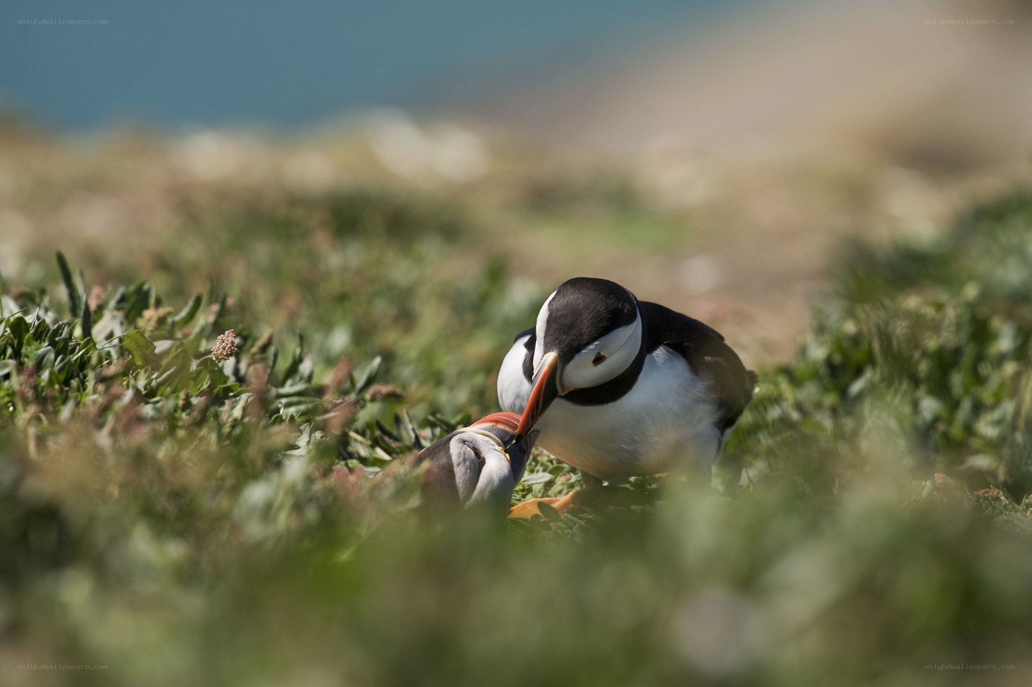 Puffins feeding in grass