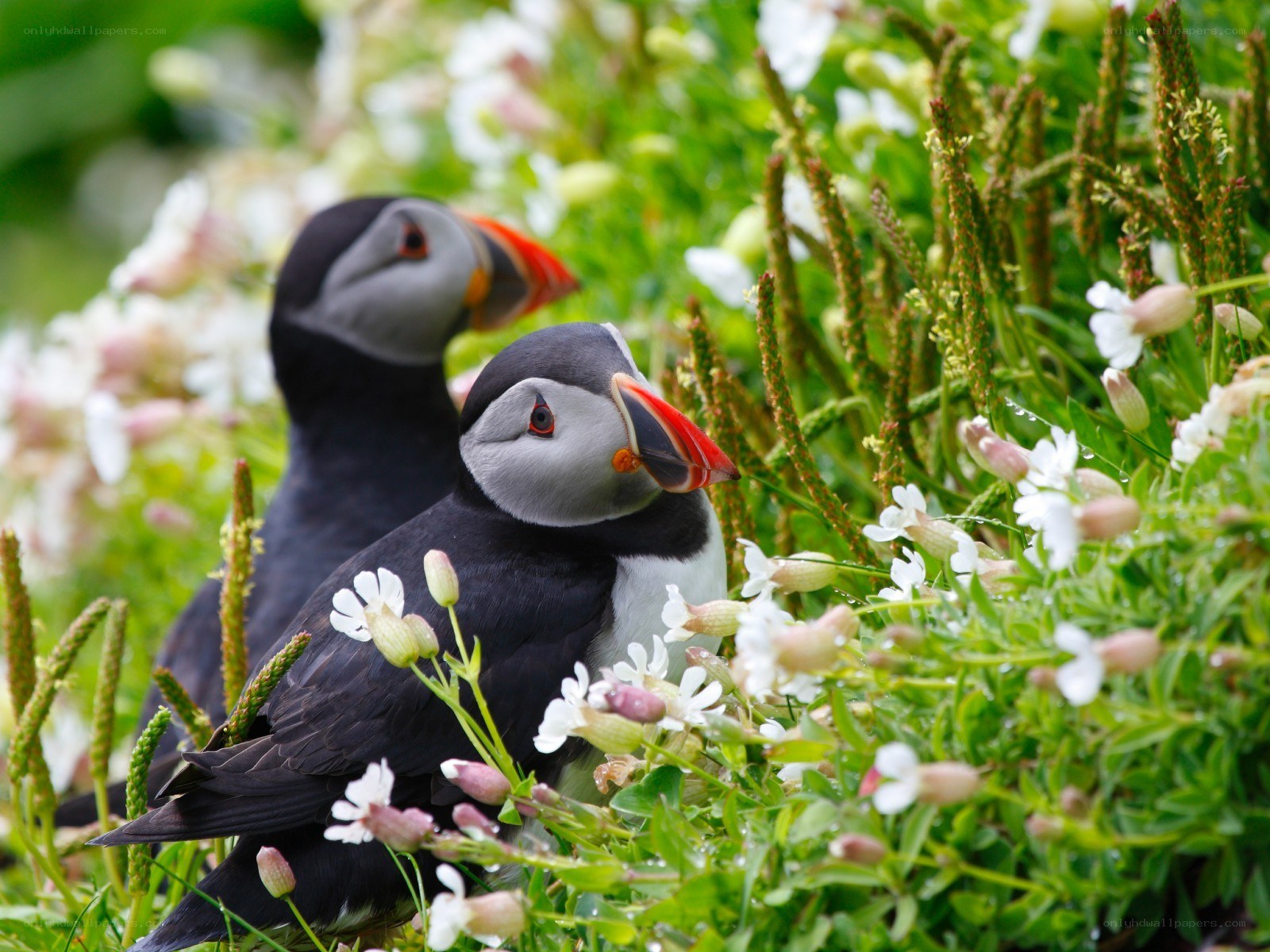Puffins in a flower field