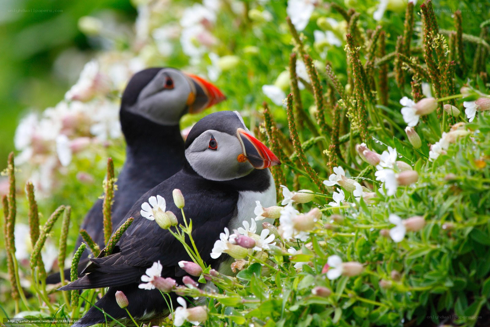 Puffins in a flower field