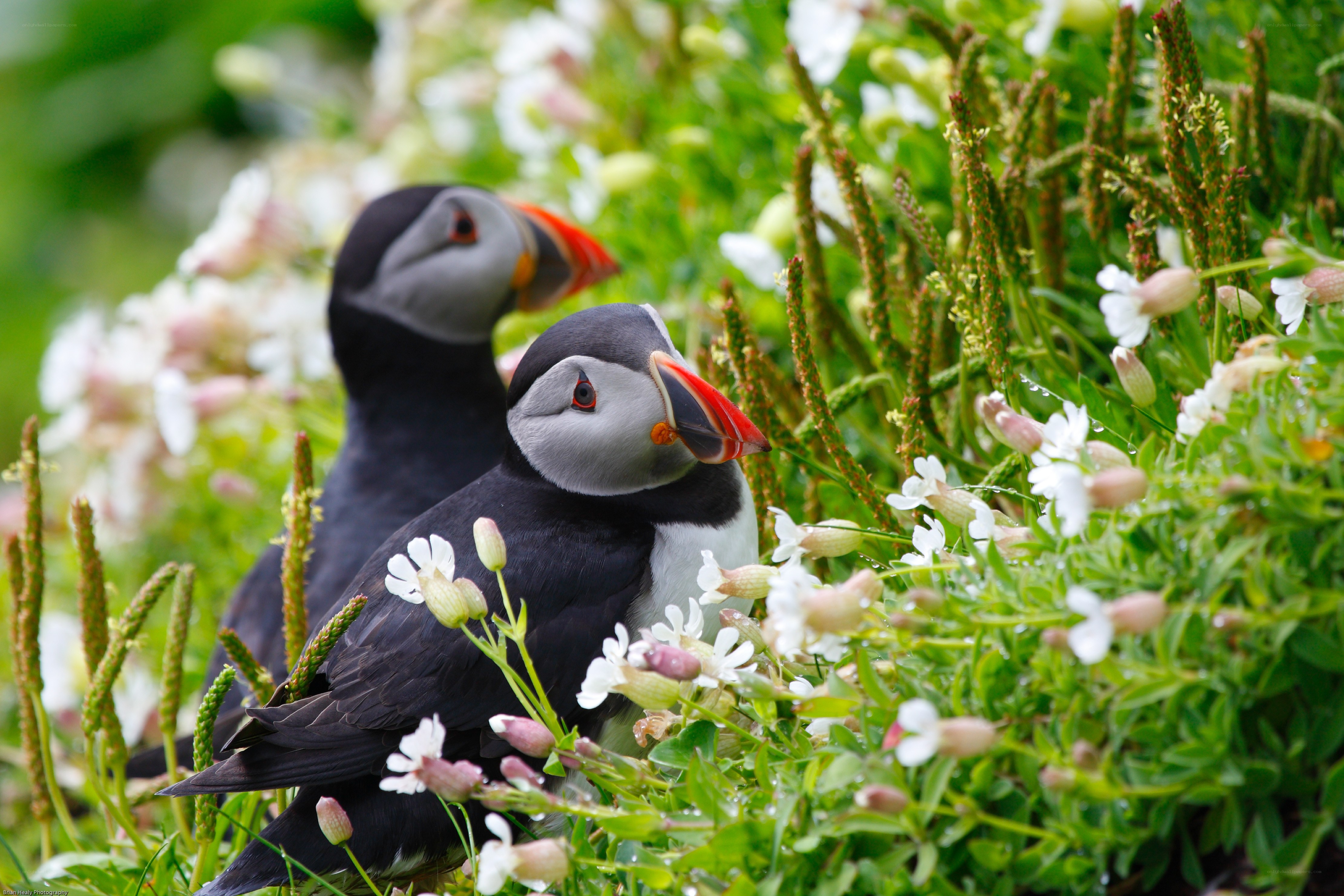 Puffins in wildflowers