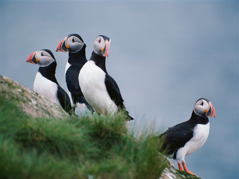 Puffins on a Cliff — Black