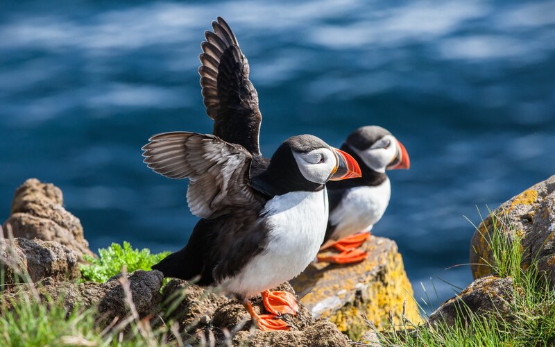 Puffins on a Cliff — Blue