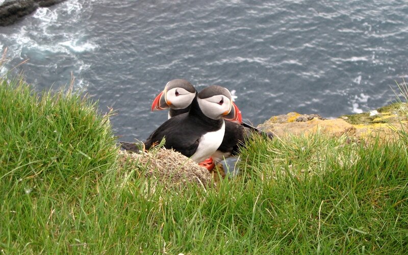 Puffins on a cliff edge